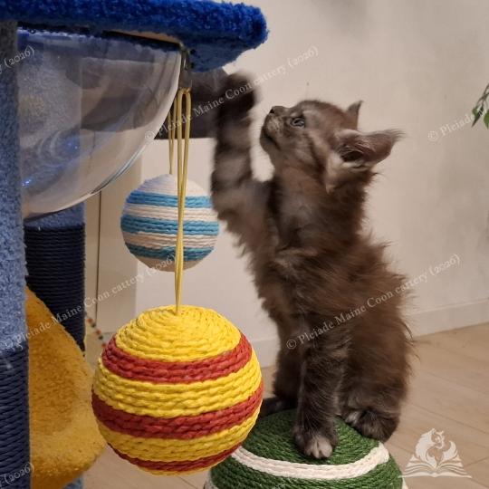 chaton Maine coon black smoke Bilbo Baggins Chatterie Pleiade Maine Coon black smoke 