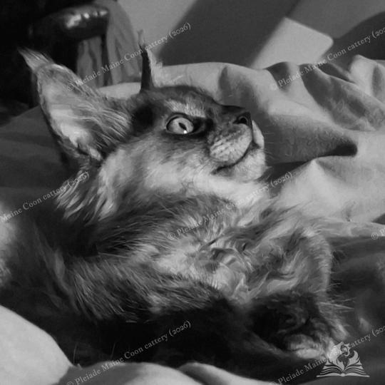 chaton Maine coon black smoke Bilbo Baggins Chatterie Pleiade Maine Coon black smoke 