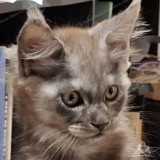 chaton Maine coon black smoke Bilbo Baggins Chatterie Pleiade Maine Coon black smoke 