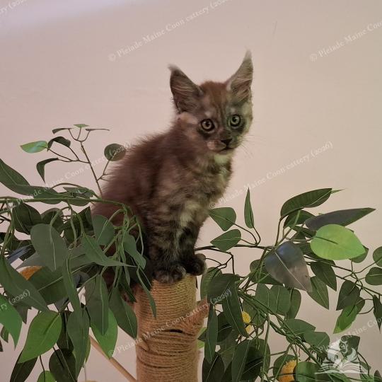 chaton Maine coon black smoke Bilbo Baggins Chatterie Pleiade Maine Coon black smoke 