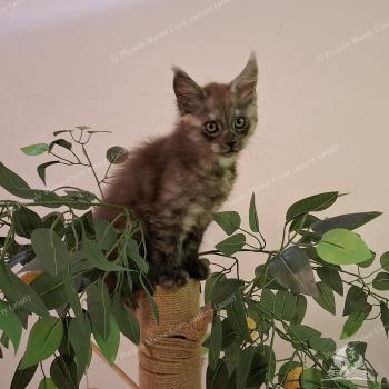 Bilbo Baggins Mâle Maine coon
