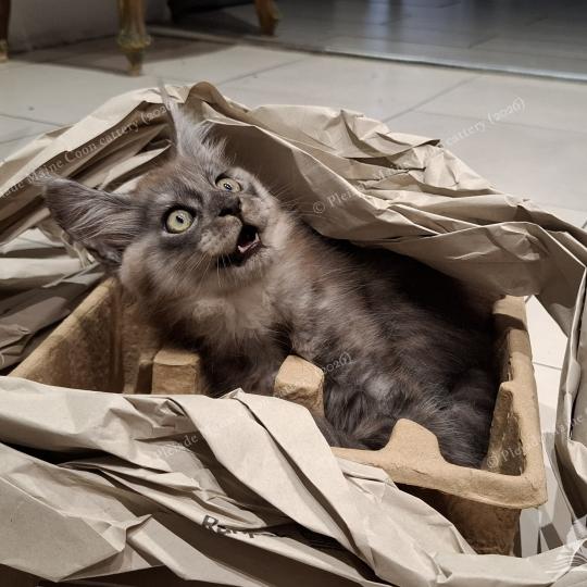 chaton Maine coon black smoke Bilbo Baggins Chatterie Pleiade Maine Coon black smoke 