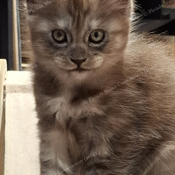 Bilbo Baggins Mâle Maine coon
