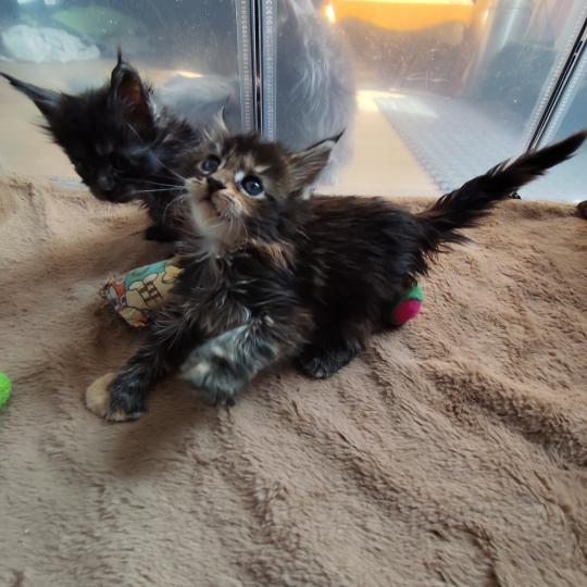 1er chaton (Portée U'kina PP de la Rêverie ❤ Utah 2026) - Femelle black tortie Polydactile 4x6 Femelle Maine coon polydactyle