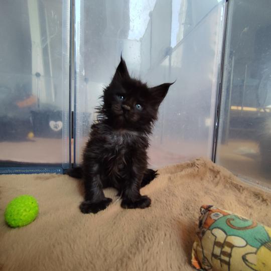 4e chaton (Portée U'kina PP de la Rêverie ❤ Utah 2026) - Mâle black Polydactile 4x6 Mâle Maine coon polydactyle