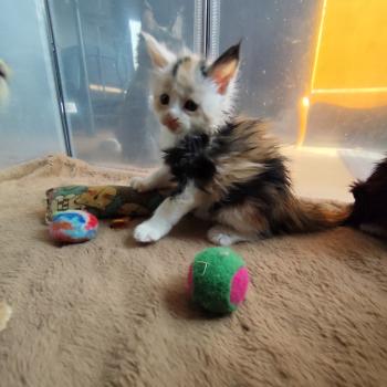 5e chaton (Portée U'kina PP de la Rêverie ❤ Utah 2026) - Femelle black tortie bicolor Polydactile 4x6 Femelle Maine coon polydactyle