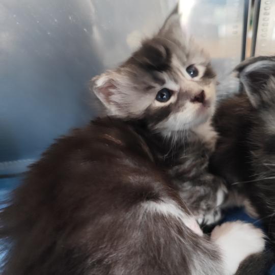 1er chaton (Portée U'Koũn'na PP de la Rêverie ❤ Utah 2026) - Mâle black silver blotched tabby & blanc Mâle Maine coon polydactyle