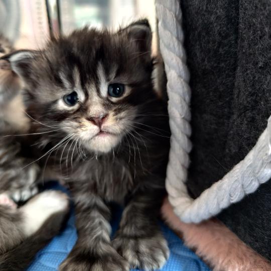 2e chaton (Portée U'Koũn'na PP de la Rêverie ❤ Utah 2026) - Mâle black silver blotched tabby Polydactile 4x6 Mâle Maine coon polydactyle