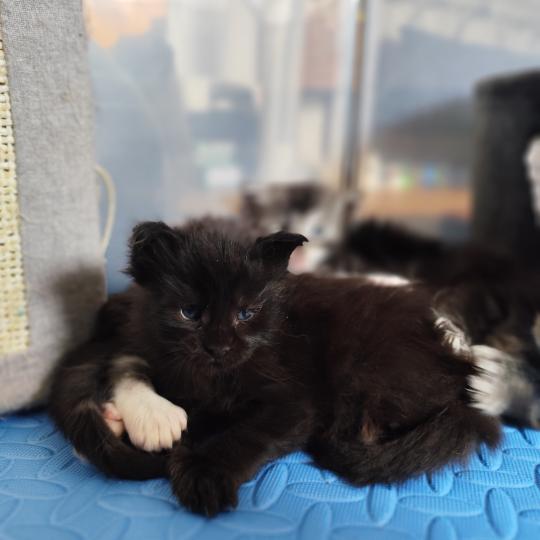 3e chaton (Portée U'Koũn'na PP de la Rêverie ❤ Utah 2026) - Mâle black Polydactile 3x6 1x7 Mâle Maine coon polydactyle