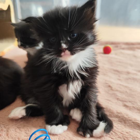 4e chaton (Portée U'Koũn'na PP de la Rêverie ❤ Utah 2026) - Mâle black & blanc Polydactile 4x6 Mâle Maine coon polydactyle