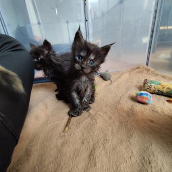 Belfrog PP de la Rêverie Mâle Maine coon polydactyle