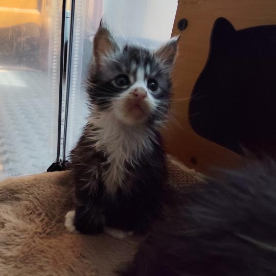 Boréal PP de la Rêverie Mâle Maine coon polydactyle