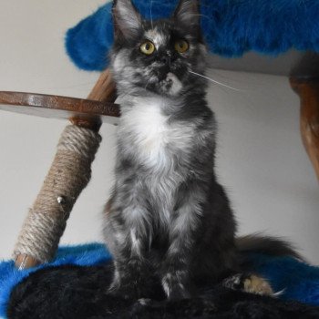 U'kina PP de la Rêverie Femelle Maine coon polydactyle