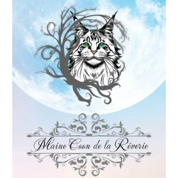 Maine Coon de la Rêverie