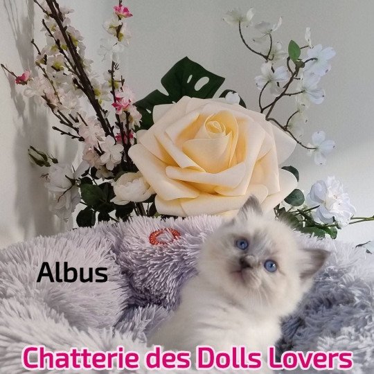 chaton Ragdoll blue point Albus Chatterie des Dolls Lovers blue point