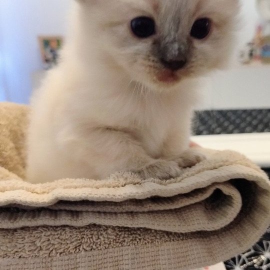 chaton Ragdoll blue point Chatterie des Dolls Lovers blue point