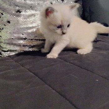 Atlas V Mâle Ragdoll