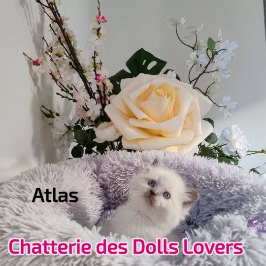 chaton Ragdoll blue point Atlas V Chatterie des Dolls Lovers blue point