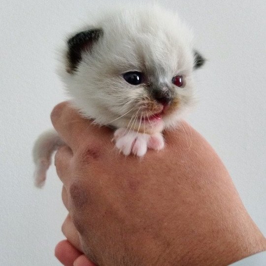 chaton Ragdoll black mitted Chatterie des Dolls Lovers black mitted