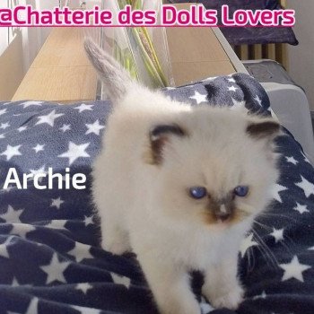 Archie Mâle Ragdoll