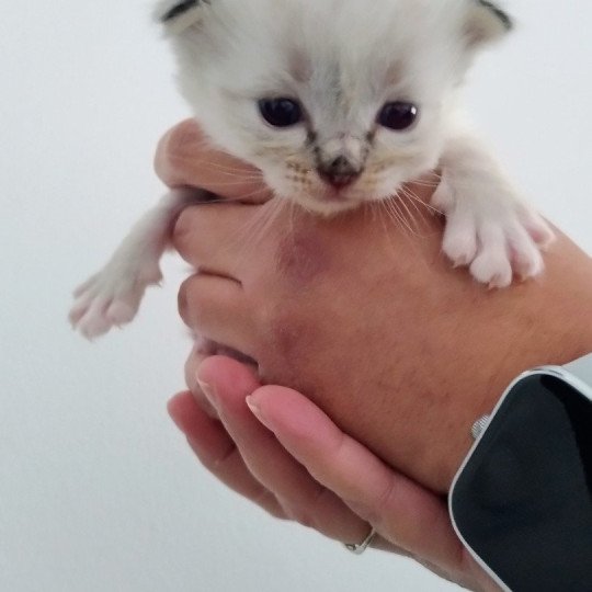 chaton Ragdoll brown tabby mitted Chatterie des Dolls Lovers brown tabby mitted