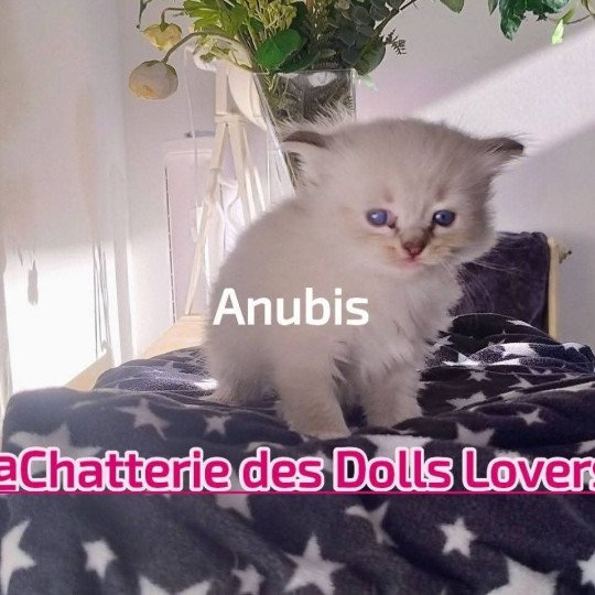 chaton Ragdoll brown tabby mitted Anubis Chatterie des Dolls Lovers brown tabby mitted