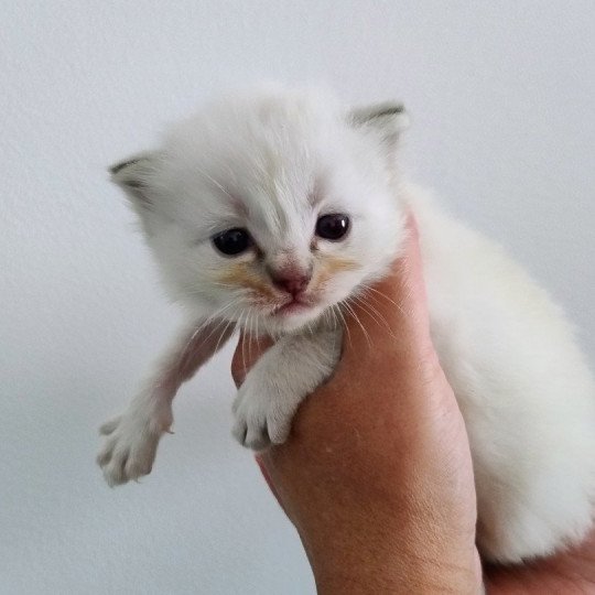 3e chaton (Portée Taya ❤ Uki 2025) - Mâle Collier bleu ciel Mâle Ragdoll