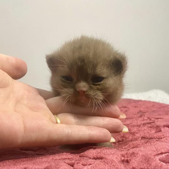 chaton British Shorthair chocolate locket Béor Chatterie des 7'N Rock chocolate locket