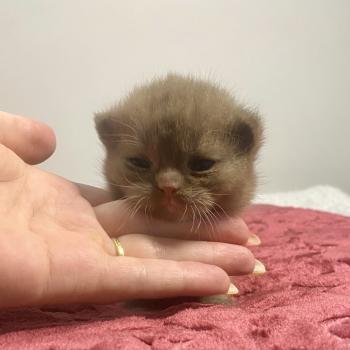Béor Mâle British Shorthair