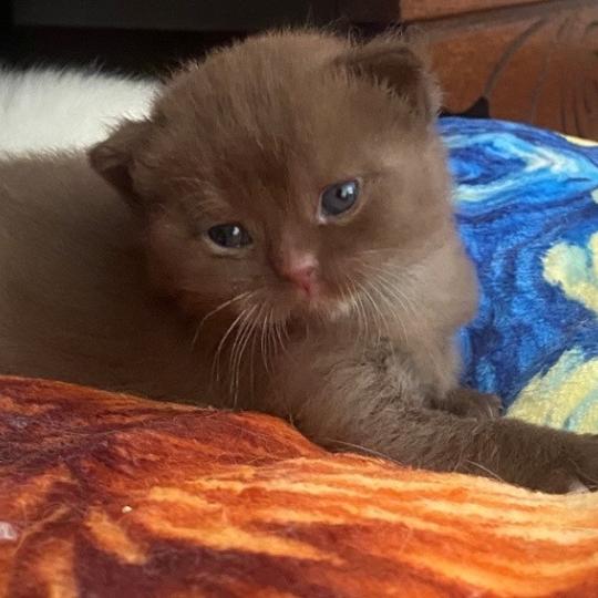 chaton British Shorthair chocolate locket Béor Chatterie des 7'N Rock chocolate locket