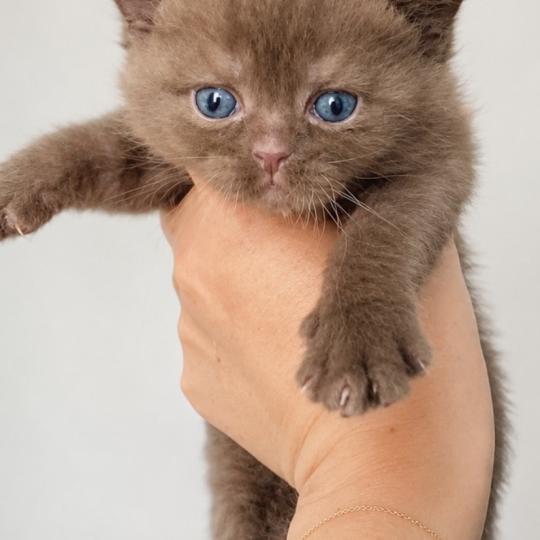 chaton British Shorthair chocolate locket Béor Chatterie des 7'N Rock chocolate locket