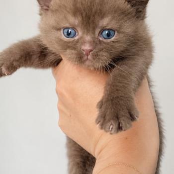 Béor Mâle British Shorthair