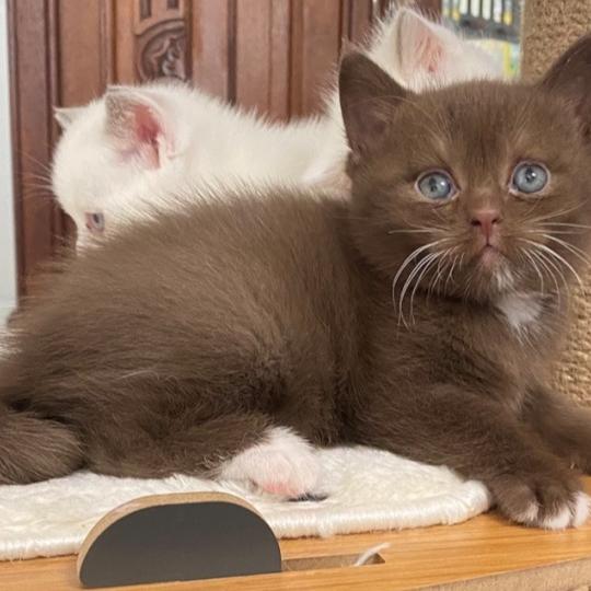 chaton British Shorthair chocolate locket Béor Chatterie des 7'N Rock chocolate locket