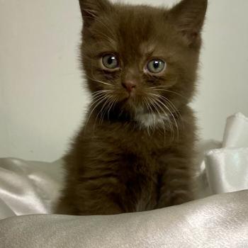 Béor des 7'N Rock Mâle British Shorthair