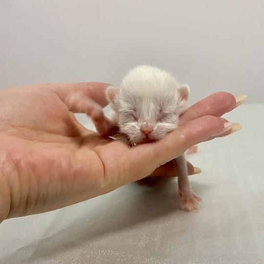 chaton British Shorthair cream Chatterie des 7'N Rock lilac point