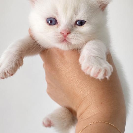 chaton British Shorthair lilac point Bluéka Chatterie des 7'N Rock lilac point