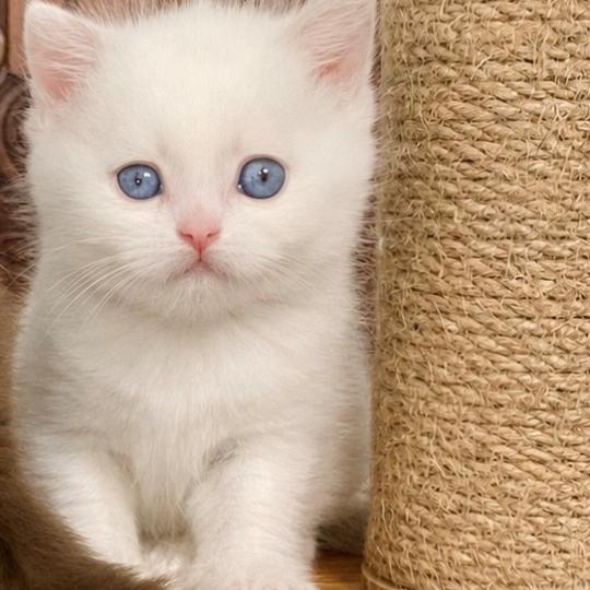 chaton British Shorthair lilac point Bluéka Chatterie des 7'N Rock lilac point