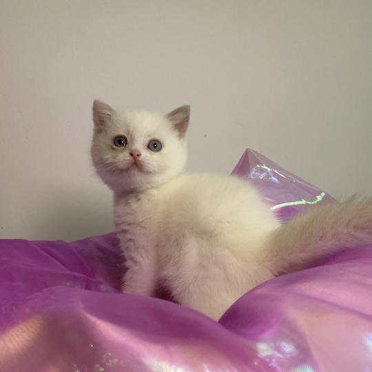 chaton British Shorthair lilac point Bluéka Chatterie des 7'N Rock lilac point