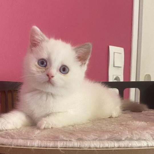 chaton British Shorthair lilac point Bluéka Chatterie des 7'N Rock lilac point