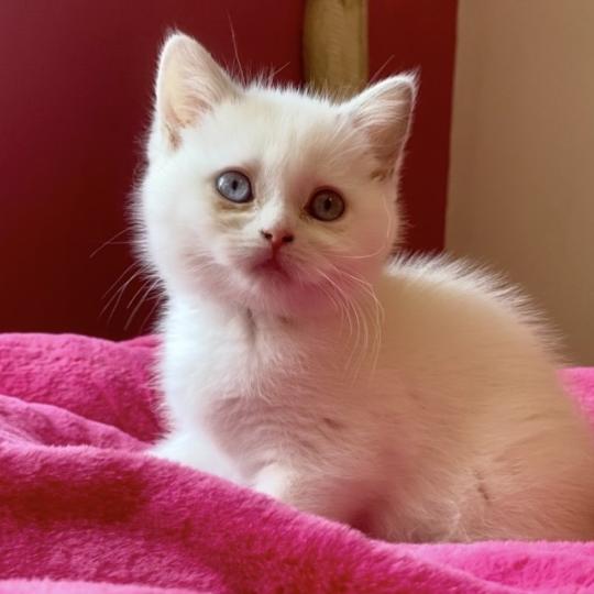 chaton British Shorthair lilac point Bluéka Chatterie des 7'N Rock lilac point