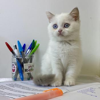 Bluéka des 7'N Rock Femelle British Shorthair