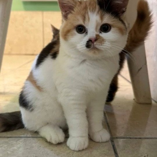 chat Brasilian Shorthair chocolate tortie bicolor ARMONY Chatterie des 7'N Rock chocolate tortie bicolor