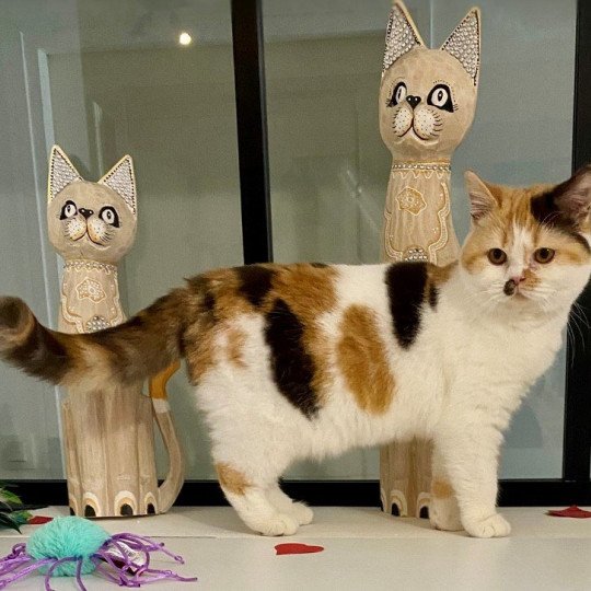 chat British Shorthair chocolate tortie bicolor ARMONY Chatterie des 7'N Rock chocolate tortie bicolor