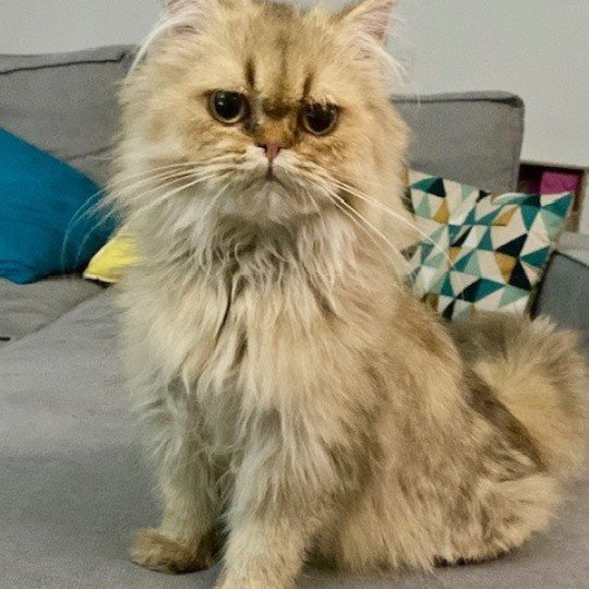chat British Longhair charcoal golden shaded YODA Chatterie des 7'N Rock chocolate golden shaded