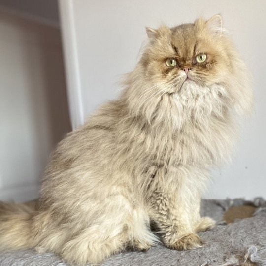 chat British Longhair chocolate golden shaded YODA Chatterie des 7'N Rock chocolate golden shaded
