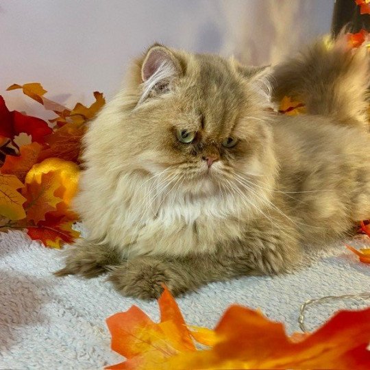 chat British Longhair chocolate golden shaded YODA Chatterie des 7'N Rock chocolate golden shaded