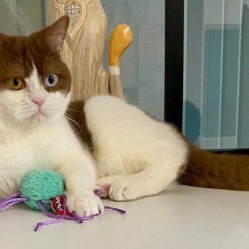 ASHTAG Mâle British Shorthair