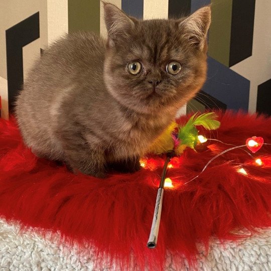chat British Shorthair chocolate smoke AYVIDENCE Chatterie des 7'N Rock chocolate smoke 