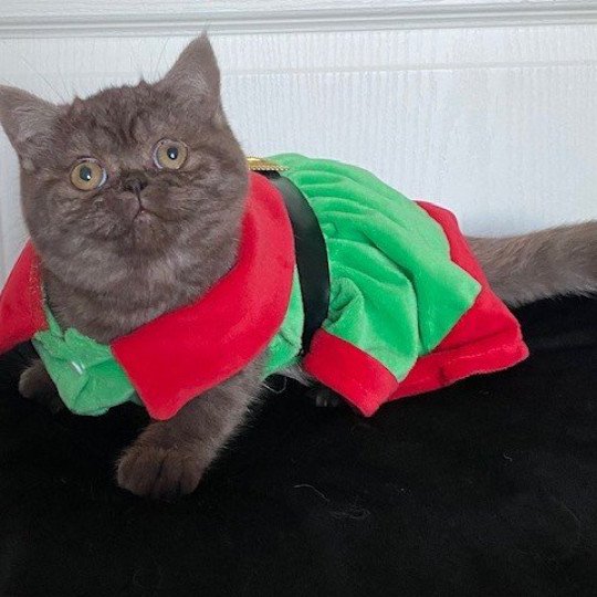 chat British Shorthair chocolate smoke AYVIDENCE Chatterie des 7'N Rock chocolate smoke 