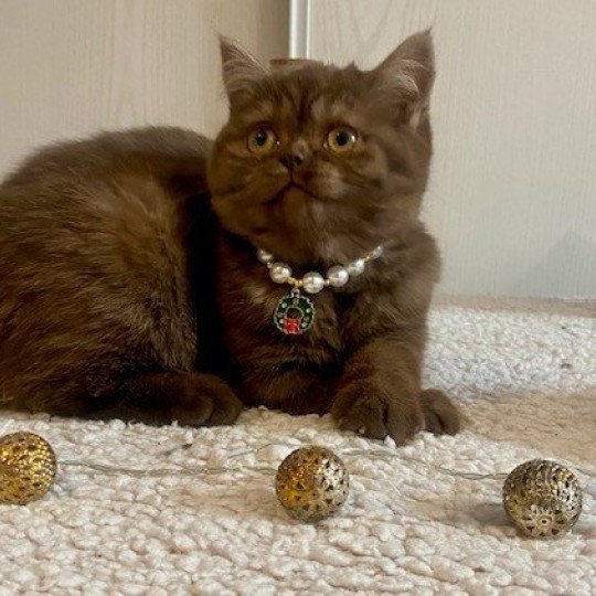 chat British Shorthair chocolate smoke AYVIDENCE Chatterie des 7'N Rock chocolate smoke 